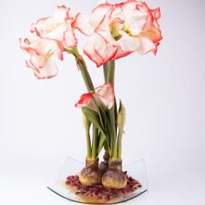 Immortalis Botanicals. Glass Vase with White Flowers. Large Size